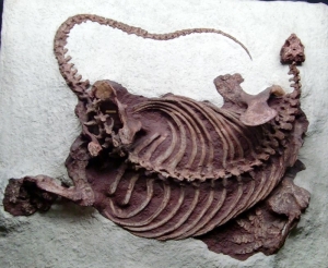 Cotylorhynchus romeri