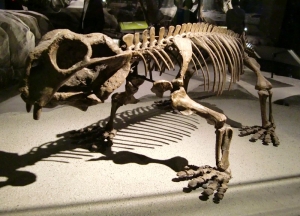 Lystrosaurus georgi