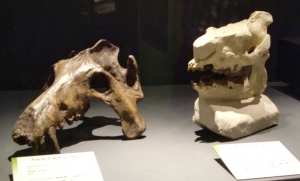 Archaeotherium and Subhyracodon