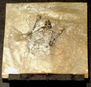Palaeochiropteryxs tupaiodon