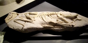 Poebrotherium