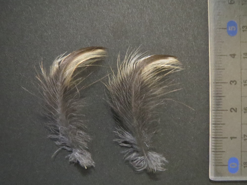 OWL FEATHERS