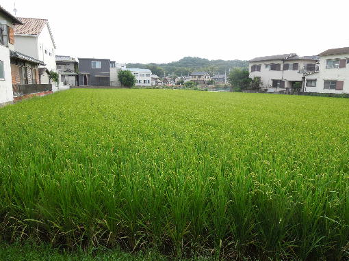 1.稲の生育