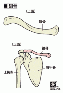 鎖骨と肩甲骨の位置関係