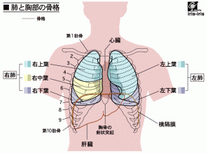 肋骨の中にある内臓・肺