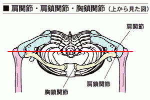 肩甲骨・肋骨・鎖骨を上から見た図