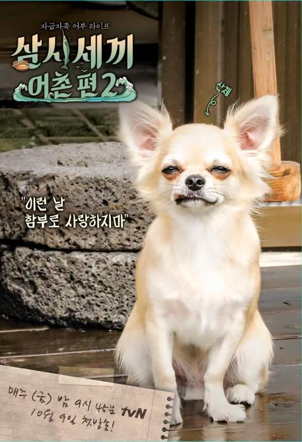 大人になったサンチェ 犬 とポリ 猫 のポスター公開 チャ スンウォン 公式ファンカフェ 日本演技部