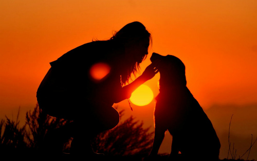 dog-sunset.jpg