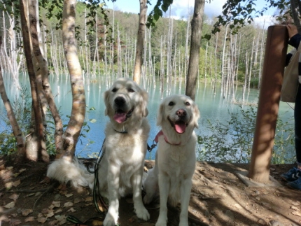 2015_09_15青い池と白い犬