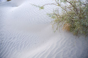blog 395S-168E-190E Death Valley, Mesquite Flat Sand Dunes, Mesquite Tree, CA_DSC0062-11.29.09.(4).jpg