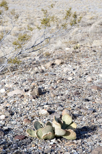 blog 190W Death Valley, Panamint Range, Cactus, CA_DSC0059-12.1.09.(1).jpg